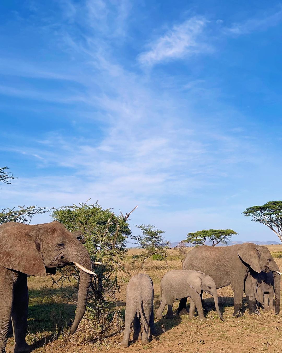 Tarangire National Park Safari Guide