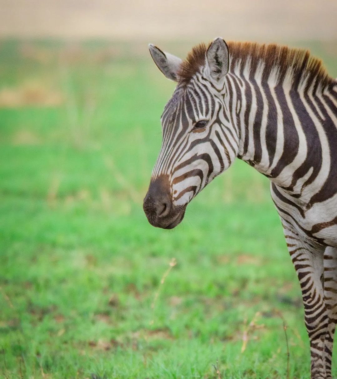 Ngorongoro Crater Safari Guide