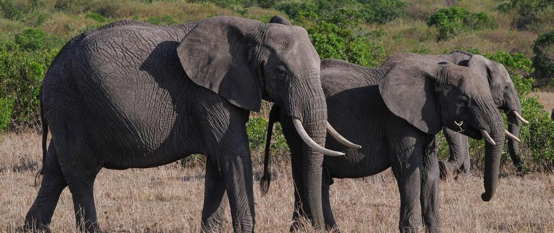 6 Days Mid-Range Tanzania Safari