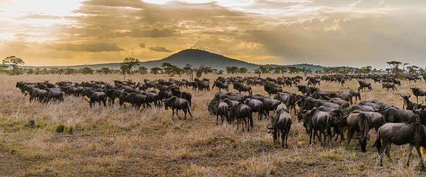 Mara River Crossing Safari Guide