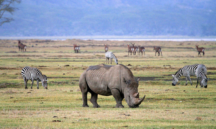 Tanzania Safari & Tour Packages